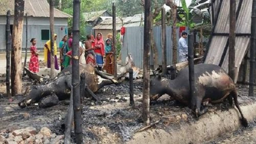 হবিগঞ্জে প্রতিহিংসার আগুনে পুড়ল দরিদ্র কৃষকের ৫ গরু!