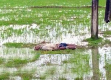 জকিগঞ্জে বিদ্যুৎ বিভাগের অবহেলায় কৃষকের মৃত্যু