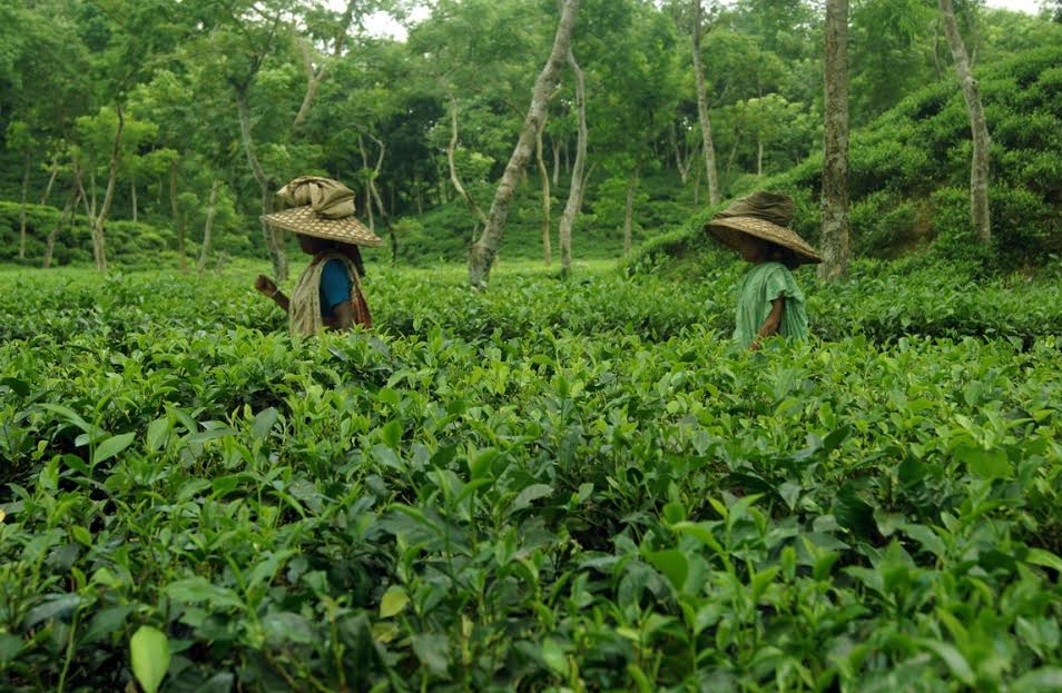 কুলাউড়ায় সন্ধ্যা নামলেই চা বাগানে বসে মদ-জুয়ার আসর
