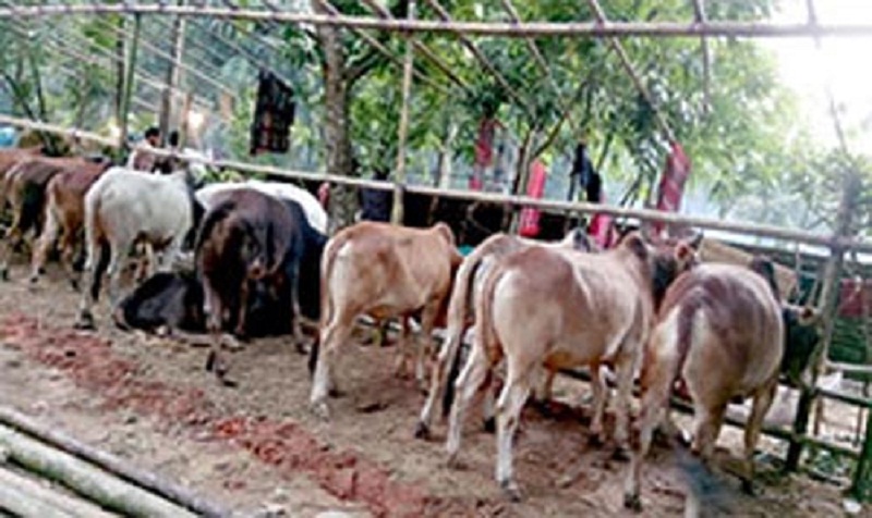 সিলেটের শিববাড়ি এলাকায় বসানো হয়েছে অবৈধ পশুর হাট
