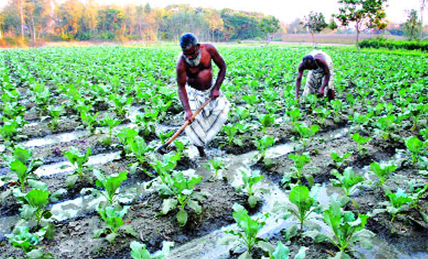 কমলগঞ্জে আকস্মিক বৃষ্টিতে শীতকালীন শাকসবজির ক্ষতি