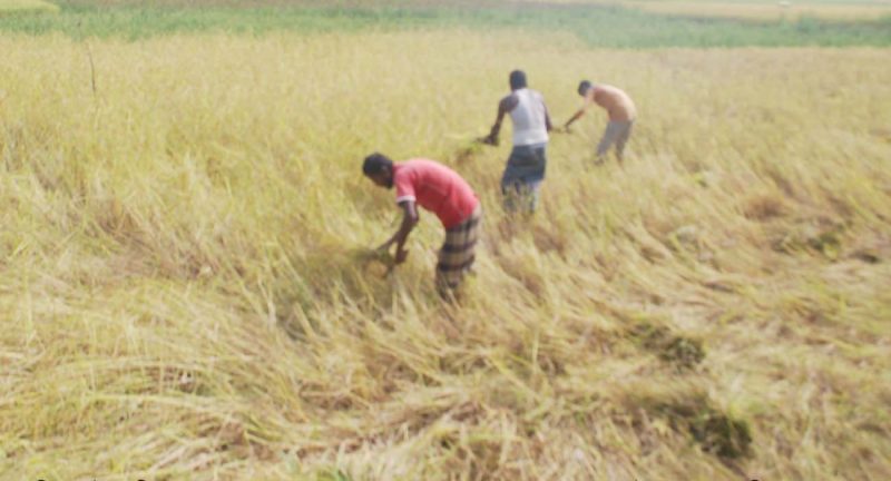 বিশ্বনাথে সোনালী আভায় ভরে উঠছে ফসলের মাঠ