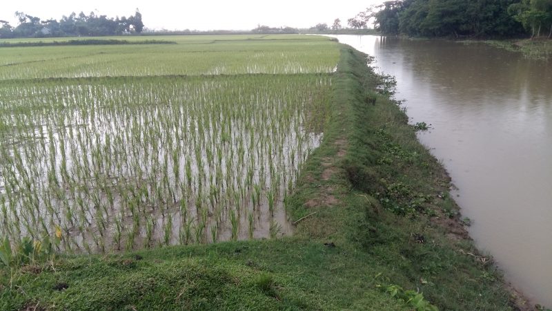 হারিয়ে যাচ্ছে বিবিয়ানা নদী
