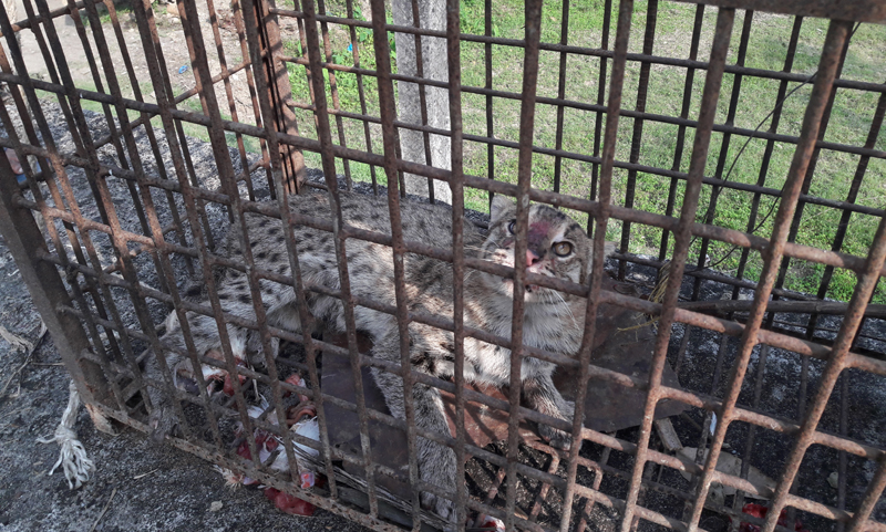 বিশ্বনাথে মেছো বাঘ আটক