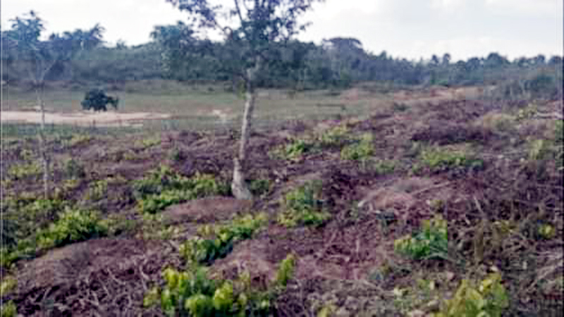 লাউয়াছড়া উদ্যানের ভূমি দখল করে লেবুর চাষ