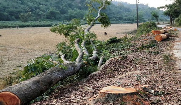 জকিগঞ্জে ইজারাদারের বিরুদ্ধে সরকারি গাছ কেটে নেয়ার অভিযোগ