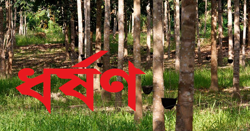 কমলগঞ্জে রাবার বাগানে কিশোরীকে ধর্ষণের অভিযোগ