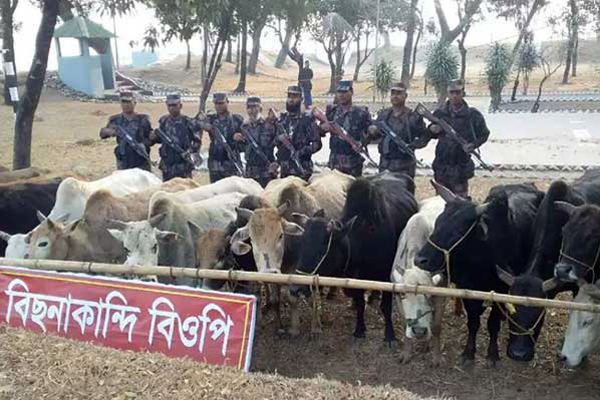 গোয়াইনঘাট সীমান্তে ভারতীয় ৩০টি চোরাই গরু উদ্ধার