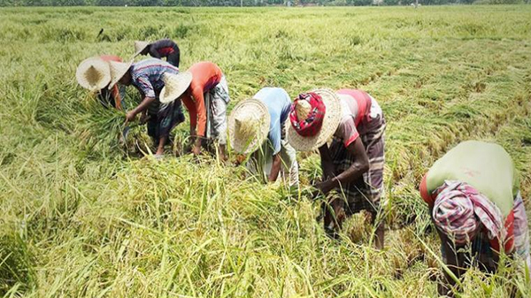 ২০ ভাগ ধান পেকে গেছে : ফসল কাটার শুরুতেই শ্রমিক সংকট