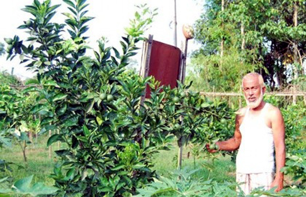 বিশ্বনাথে মাল্টা চাষে আগ্রহ বাড়ছে