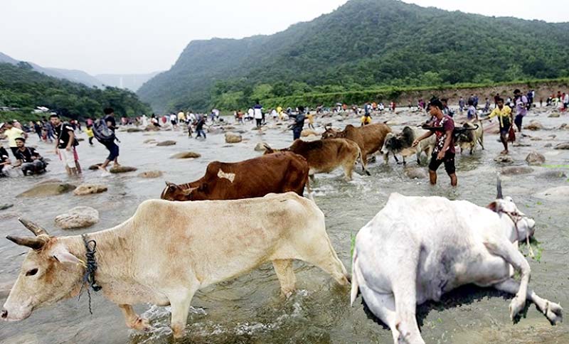 কোরবানি ঈদ পর্যন্ত দেশে ভারতীয় গরু নিষিদ্ধ