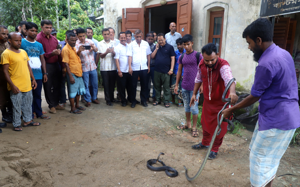 জিন্দাবাজার থেকে ৬টি বিষধর সাপ উদ্ধার