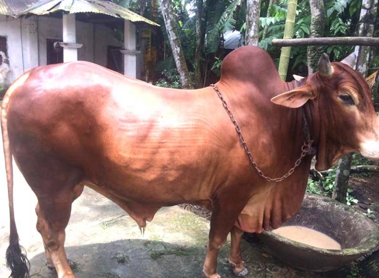 বিশ্বনাথে কোরবানির পশু কেনা-বেচা হচ্ছে ফেসবুক-ওয়াটসঅ্যাপে