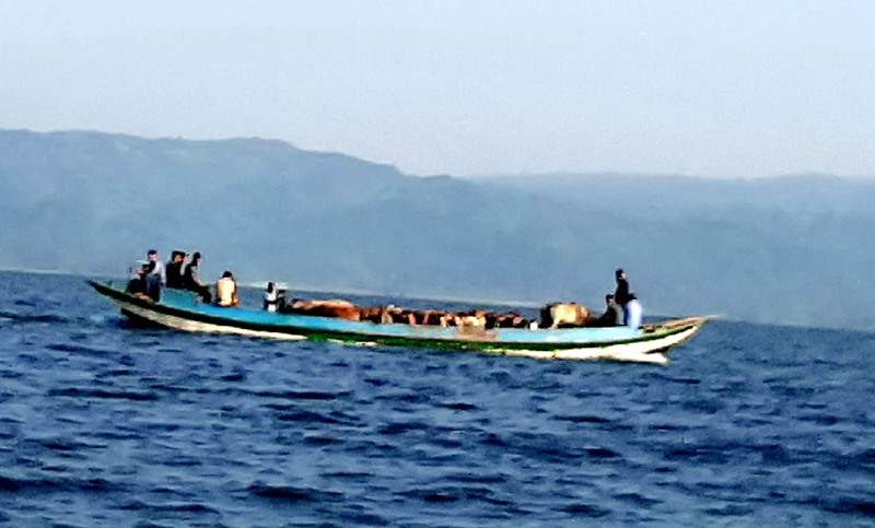 টাংগুয়ার হাওরে ৩৯ ভারতীয় গরু ও ‘পাচারকারী’ আটক