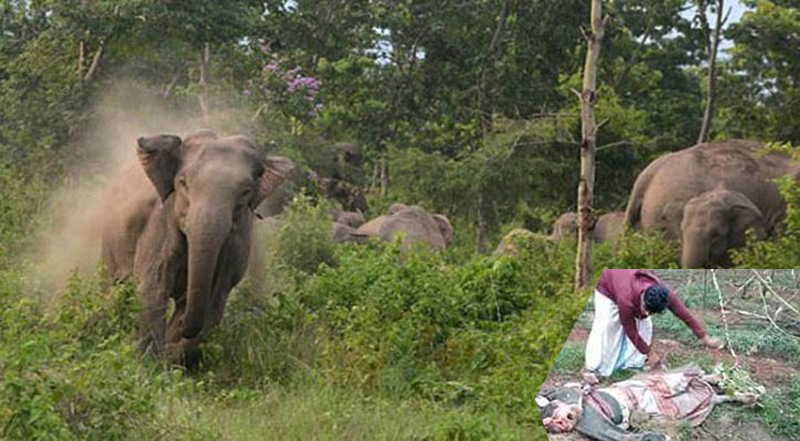 হাতির আক্রমণে শিক্ষকসহ তিনজনের মৃত্যু