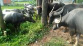 কানাইঘাটে ২০টি মহিষ চুরি, মামলা রেকর্ডের নির্দেশ দিয়েছেন আদালত