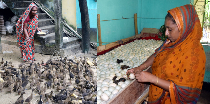 হাঁসের হ্যাচারীতে স্বাবলম্বী ছাতকের রোপেজুন নেছা