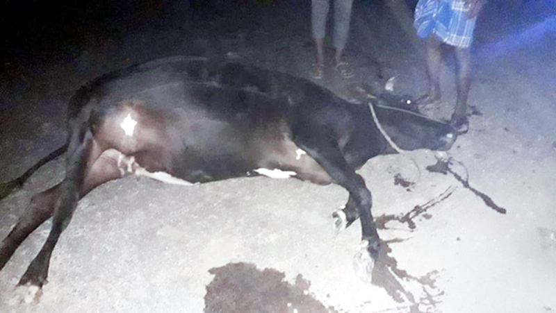 সুনামগঞ্জে পানসী রেস্টুরেন্টে মরা গরু বিক্রি, আটক ৩