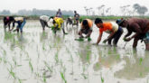 বিশ্বনাথে বোরো ধানের চারা রোপনের ব্যস্ত কৃষকরা