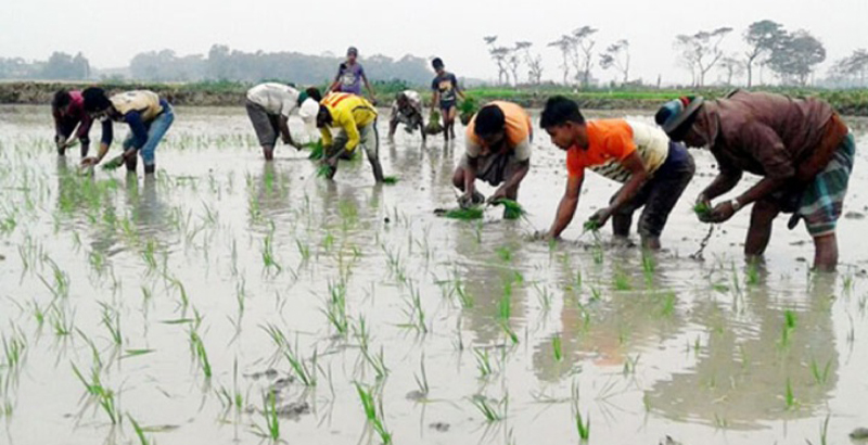 বিশ্বনাথে বোরো ধানের চারা রোপনের ব্যস্ত কৃষকরা