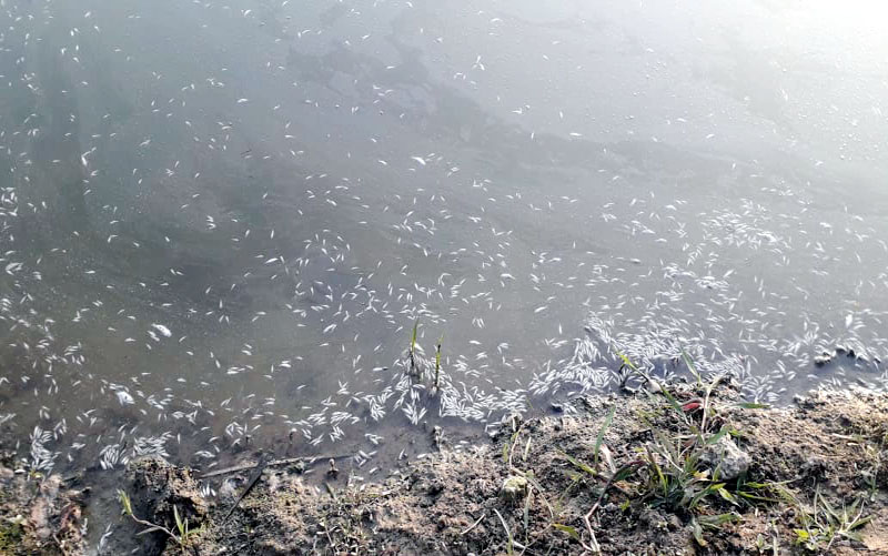 কানাইঘাটে মৎস্য খামারে বিষ প্রয়োগ করে মাছ নিধন