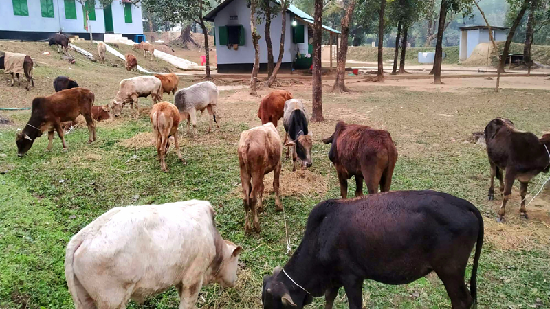 জৈন্তাপুর সীমান্তে বিজিবি‘র অভিযানে ২১টি ভারতীয় গরু আটক
