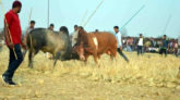 সিলেটে সম্পন্ন হলো ঐতিহ্যবাহী ষাঁড়ের লড়াই