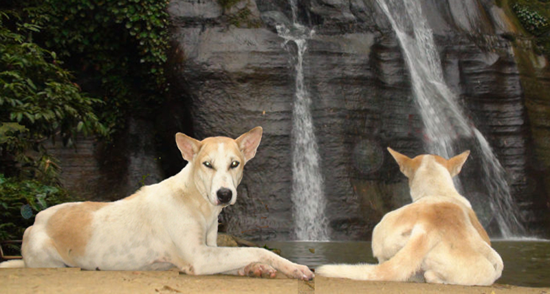 কমলগঞ্জ হামহামে পর্যটকদের পথ দেখায় এই কুকুর