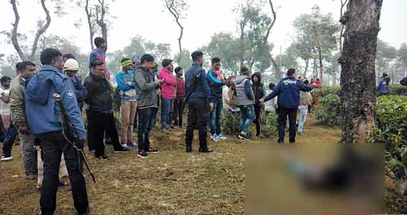 শ্রীমঙ্গল চা বাগানে গাছের সঙ্গে বাঁধা স্কুলছাত্রের লাশ