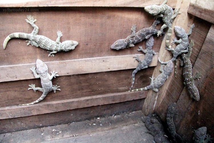 জকিগঞ্জ থেকে উদ্ধার হওয়া ২৫টি তক্ষক খাদিমে অবমুক্ত