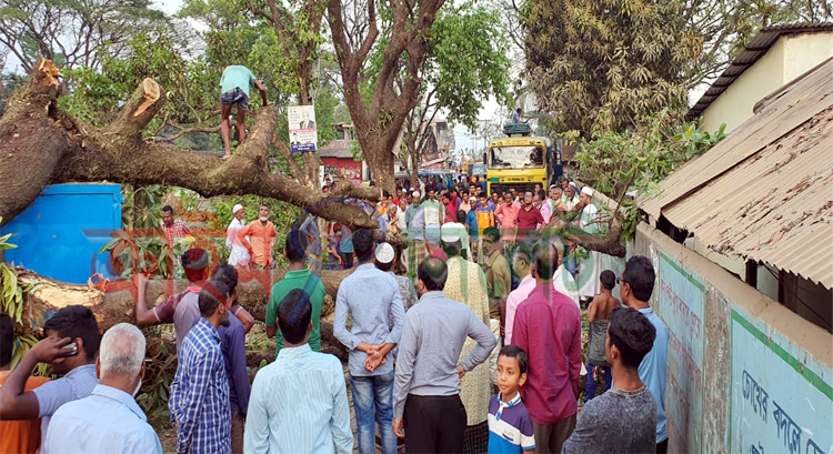 গোয়াইনঘাটে হঠাৎ রাস্তার উপর গাছ, পরিস্কার করলো পুলিশ