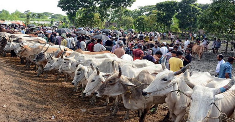 করোনাভাইরাস : জৈন্তাপুরে সকল হাটে ভারতীয় ও স্থানীয় গরু-মহিষ বিক্রি নিষিদ্ধ দাবী