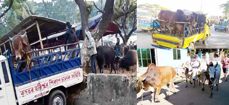 নিয়ম নীতির তোয়াক্কা না করে হরিপুর সরকারী হাটবাজার নিলাম ১০কোটি টাকা!