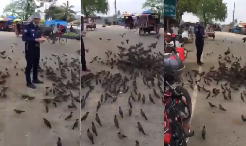 খাবারের জন্য পুলিশকে ঘেরাও করলো পাখির ঝাঁক!