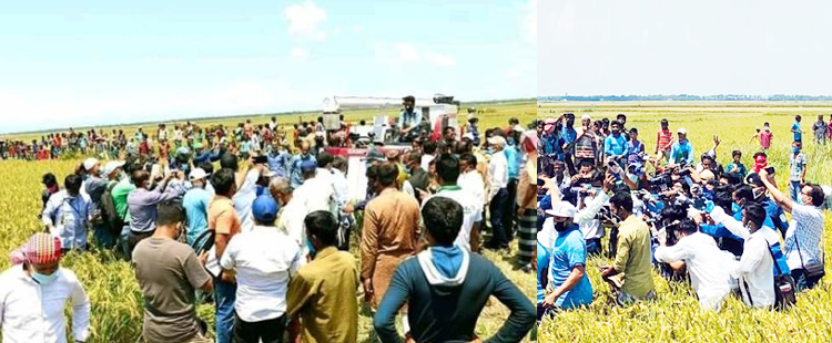 হাওরে মন্ত্রী-এমপিদের আগমন, স্থানীয় নেতাকর্মীদের ভিড়ে নেই সামাজিক দূরত্ব