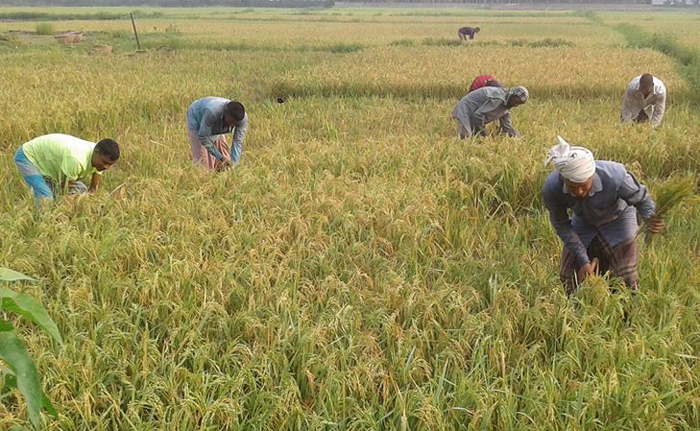 বিশ্বনাথে শ্রমিক সংকট ধান কাটা শুরু