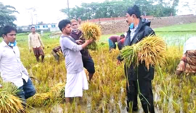 ছাতকে বোরো ধান কাটতে হাওরে সাবেক এমপি মিলন ও বিএনপি কর্মীরা!