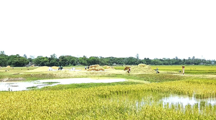জগন্নাথপুরে জমিতে পানি, বেকায়দায় কৃষক