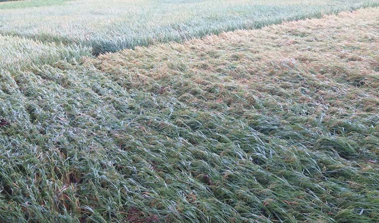 কালবৈশাখী ঝড়ে গৃহবধুর দুই গরুর মৃত্যু ও ২০৫ হেক্টর জমির ধান মাটিতে