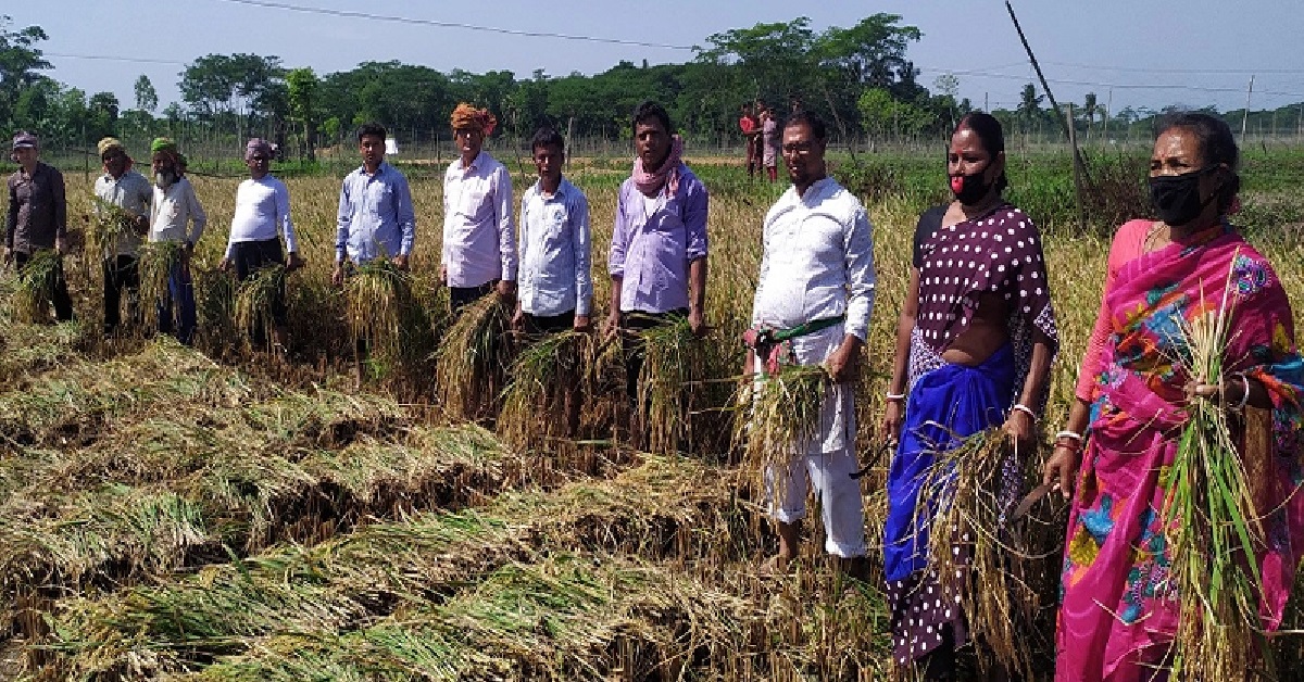 ছাত্রীর জমির ধান কাটলেন শিক্ষকরা