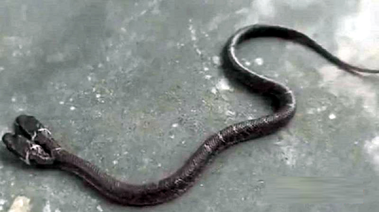 বিরল সাপের দেহে দুই মাথা, হতবাক বন কর্মকর্তারাও!