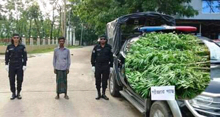 বিশ্বম্ভরপুরে গাজাঁর গাছসহ এক মাদক ব্যবসায়ী গ্রেপ্তার
