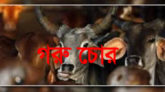 ছাতকে গোয়ালঘর থেকে ৭০হাজার টাকা মূল্যের ষাঁড় চুরি
