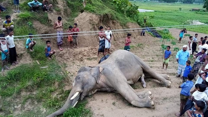 বৈদ্যুতিক লাইনে শুঁড় আটকে বন্যহাতির মৃত্যু