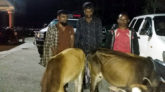 সিলেটে চোরাই গরুসহ গ্রেপ্তার ৪