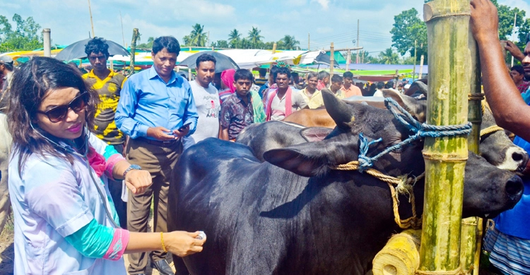 সিলেটসহ সারা দেশে কোরবানির পশুর হাটের স্থান নির্ধারণের সিদ্ধান্ত বৃহস্পতিবার