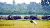 বাংলাদেশ সীমান্তে ভারতীয় হাতির দলের তাণ্ডব, শতাধিক কৃষকের পাকা ধান নষ্ট