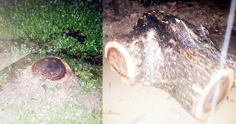 বিশ্বনাথ-পনাউল্লা বাজার সড়কে সরকারি গাছ কর্তনের অভিযোগ