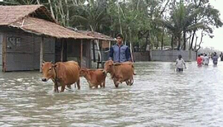 মামা আমার গরুর ছবি তুলবেন না!