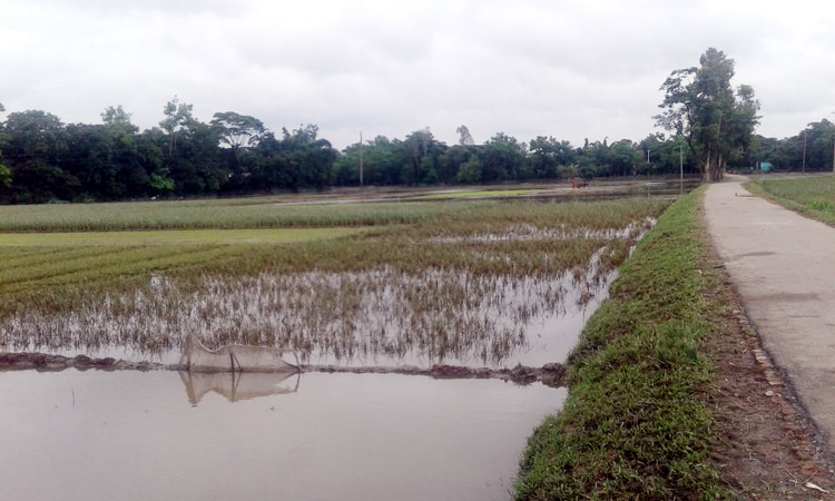 গোয়াইনঘাটে পরপর তৃতীয় দফা বন্যায় আউস ফসলের ও বীজ তলার ব্যাপক ক্ষতি